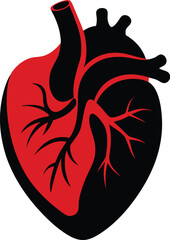 Anatomical heart vector