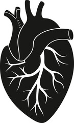 Anatomical heart vector