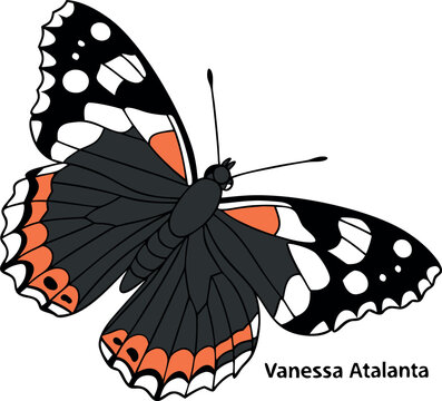Vanessa Atalanta Butterfly Vector Art. Detailed Insect Design.