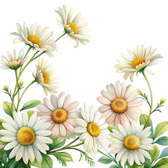 Obraz premium Watercolor illustration of beautiful daisy flowers with leaves on Trensprent Background png