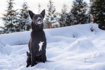 Black Dog With Snow On Face