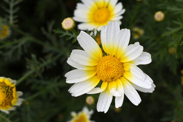 Fototapeta premium White Yellow Crown Daisy, Close-up of a white and yellow crown daisy flower, blooming in nature, Close-up shot of beautiful White yellow Crown Daisy flower (Chrysanthemum coronarium), Crown Daisy,