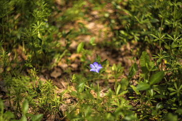 spring flowers in the grass