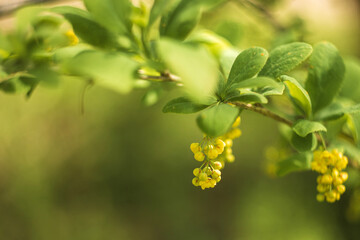 green leaves in spring