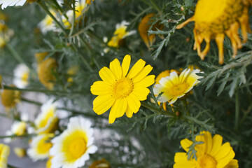 Bright Yellow Crown Daisy, Close-up of a Bright yellow crown daisy flower, blooming in nature,...