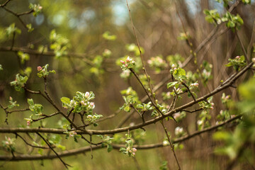 green leaves in spring