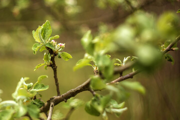 green apple tree