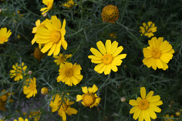 Bright Yellow Crown Daisy, Close-up of a Bright yellow crown daisy flower, blooming in nature, Close-up shot of beautiful yellow Crown Daisy flower (Chrysanthemum coronarium), Crown Daisy,