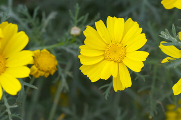 Bright Yellow Crown Daisy, Close-up of a Bright yellow crown daisy flower, blooming in nature, Close-up shot of beautiful yellow Crown Daisy flower (Chrysanthemum coronarium), Crown Daisy,
