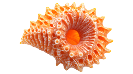 A large orange shell with white spots