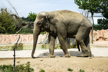 African elephant in summer