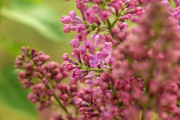 Obraz premium lilac flowers in the garden