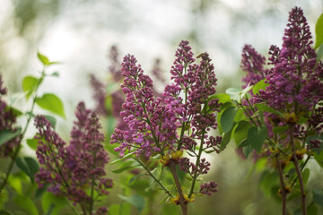 Obraz premium lilac flowers in the garden