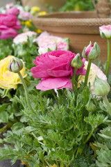 Beautiful Pink ranunculus flower growing in an outdoor flower garden. ranunculus flower closeup, Pink blooming flower, Closeup shot of a beautiful blossoming ranunculus in field