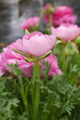 Beautiful Pink ranunculus flower growing in an outdoor flower garden. ranunculus flower closeup, Pink blooming flower, Closeup shot of a beautiful blossoming ranunculus in field