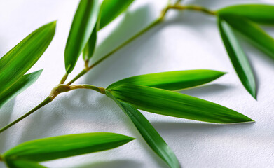 Obraz premium Fresh green bamboo leaves and stalks arranged on a light minimalist background. 