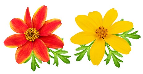 Bidens flower with green leaves isolated on transparent background