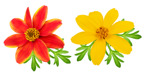 Bidens flower with green leaves isolated on transparent background