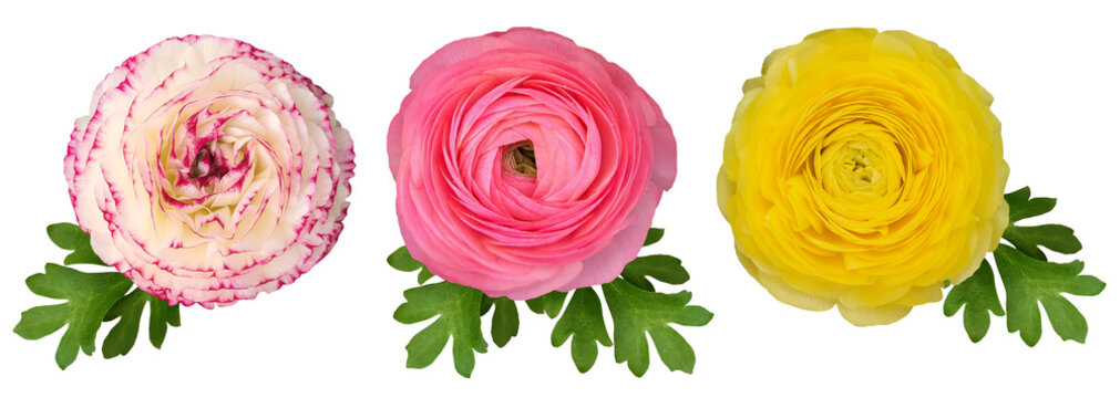 white pink and yellow Ranunculus asiaticus with green leaves isolated on transparent background