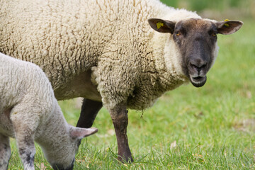 white brown sheep with lamb, big sheep looks into the camera, mother sheep with lamb, green background, brown head, white and brown woolly fur