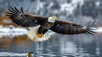 Fototapeta premium Majestic bald eagle swooping down to catch a fish from a clear mountain lake wings fully extended razor sharp focus ultra HD wildlife photography