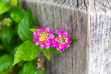 pink flowers on wooden background