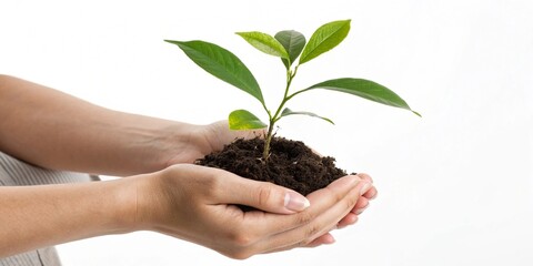 Nurturing New Growth Hands Holding a Seedling