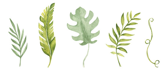 Tropical green Leaves set isolated on a white background. Banana Palm, Monstera and Eucalyptus Branches, Liana. Watercolor Hand drawn botanical illustration. Design elements for patterns, cards, logo