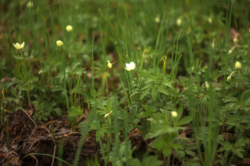 grass and flowers