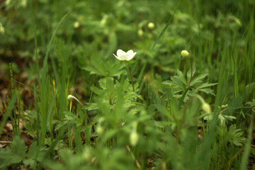 Obraz premium green grass and flowers