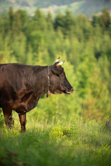 Black cow standing in a lush green meadow surrounded by trees during bright sunny weather