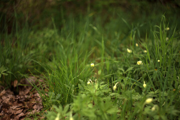 green grass and flowers