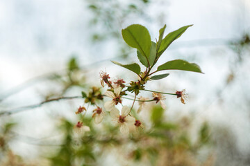 red currant bush