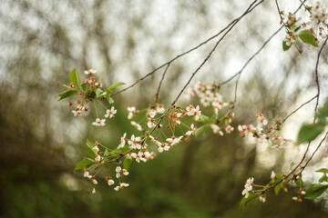 white flowers in the meadow