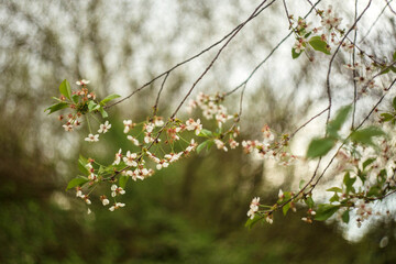 white flowers in the meadow