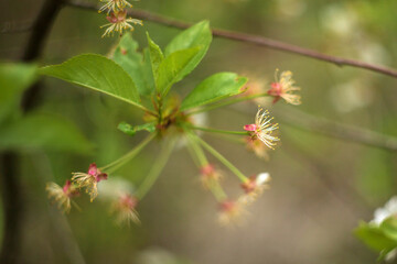 close up of a plant
