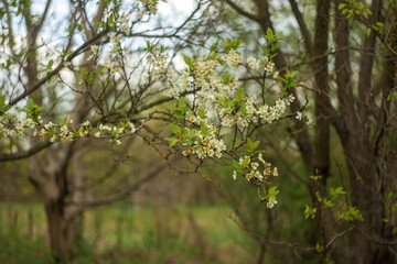 blossoming apple tree