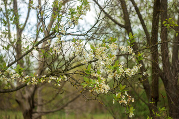 blossoming apple tree
