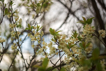 blossoming apple tree