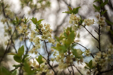 blossoming apple tree