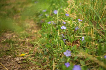 spring in the grass