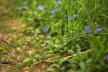 spring flowers in the grass