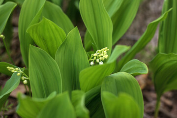 Obraz premium kfylsi of the valley