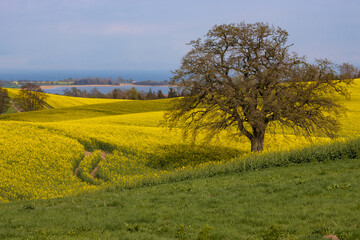 Raps Bl&uuml;te mit Ostsee Blick bei Panker an der Hohwachter Bucht.