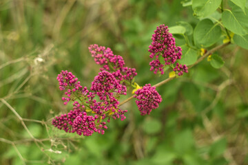 lilac flowers in the garden
