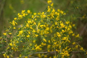 field of yellow flowers