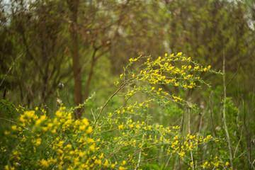 field of yellow flowers