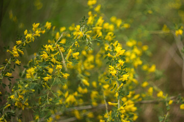 field of yellow flowers