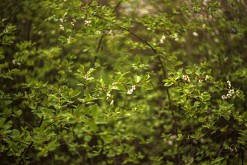 green leaves background