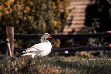 beautiful white goose animal bird avian water pretty